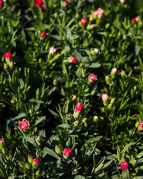 Red Robin Plants