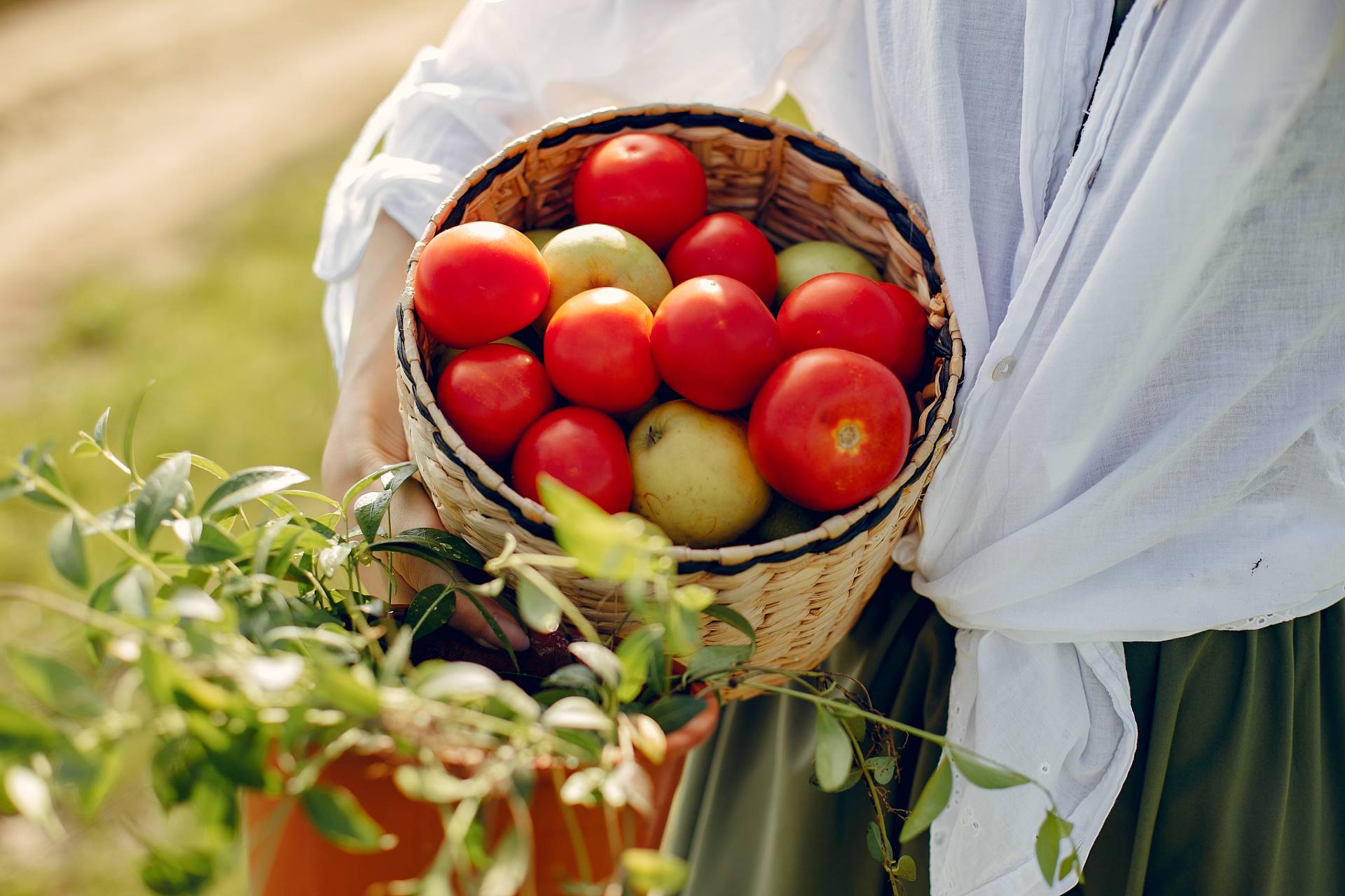 What Is the Best Fertilizer for Tomato Plants?