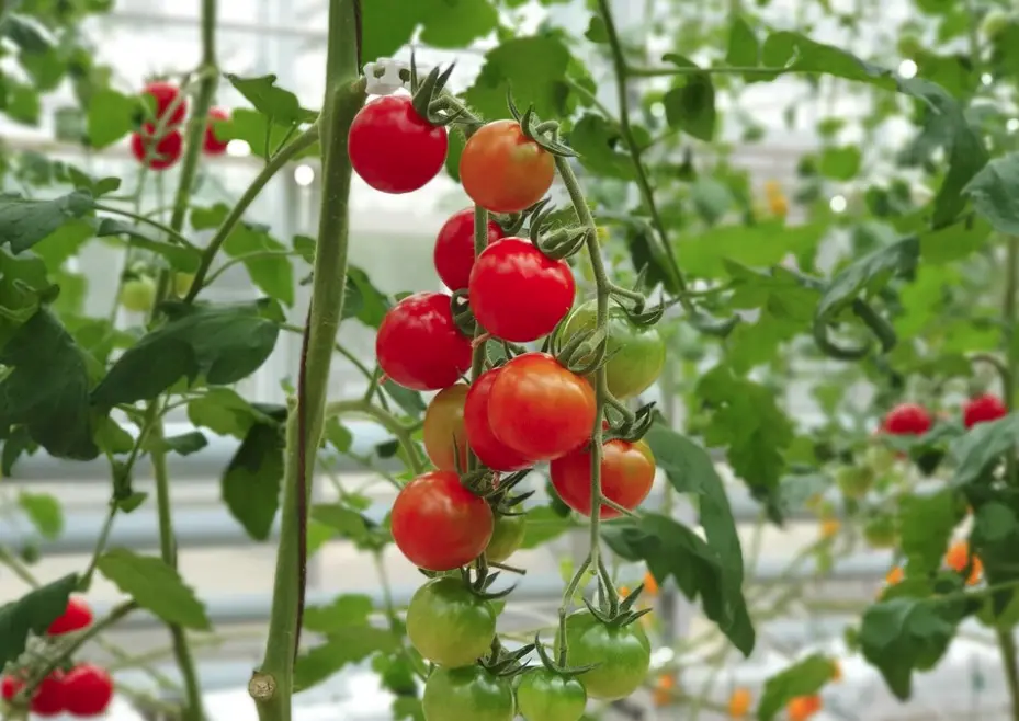 tomato-new