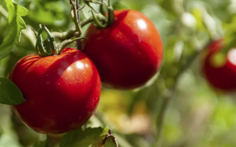 tomato-2-new