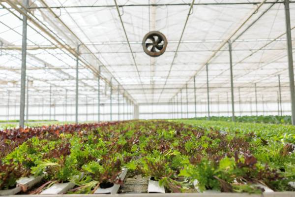 bio-greenhouse-growing-vegetables-organically