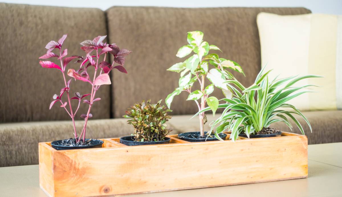 planter box ideas